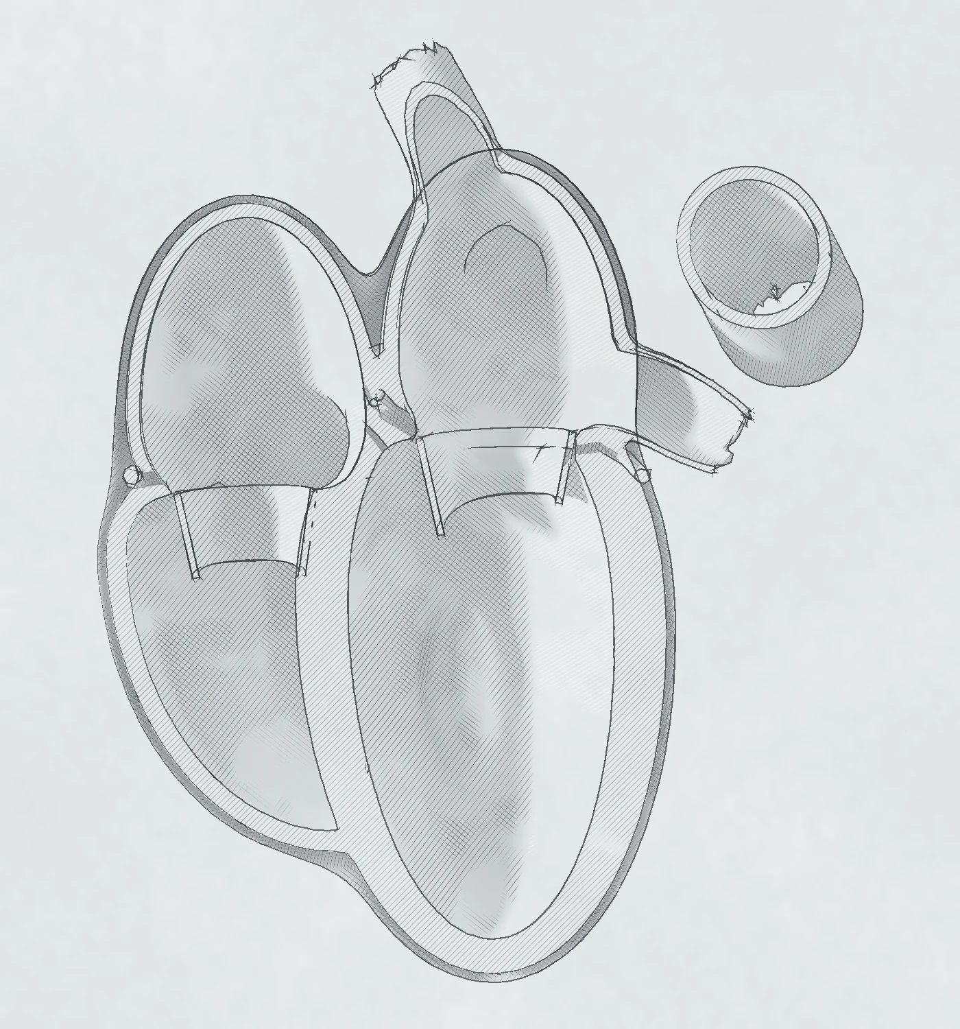 Four-chamber section of the normal model heart, drawn in pencil